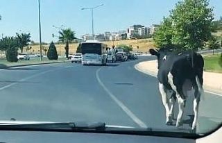 Şanlıurfa’da kaçan boğalar sahibine zor anlar...