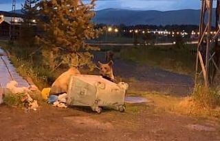 Sarıkamış’ta boz ayılar ilçe merkezine indi