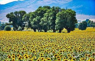 Sarısı gün ışığıyla buluşan ayçiçeği tarlaları...