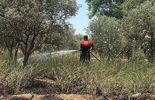 Sece Yaylasında çıkan yangında 40 zeytin ağacı...