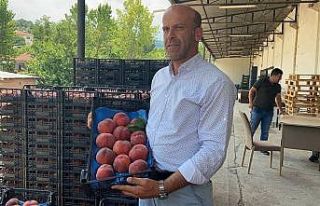Şeftalide hasat başladı, rekoltede yüzde 50 düşüş...