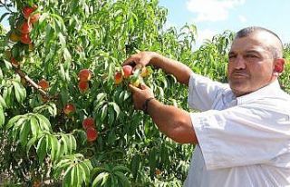 Şeftalide rekolte düştü, fiyat arttı