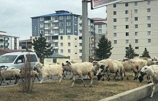 Şehir merkezinde koyun sürüsü görenleri şaşırttı