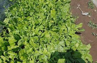 Sel ve dolu seralarda zarara neden oldu