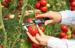 Sel ve su baskınına dayanıklı domates çeşidi...