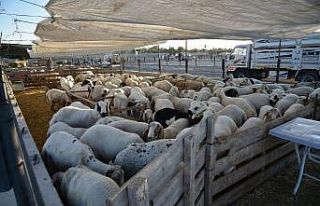 Selçuklu Kurban Bayramına hazır