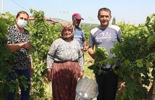 Sezon öncesi asma yaprağı üreticinin ek geliri...