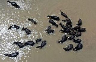 Sıcaktan bunalan mandalar böyle serinledi