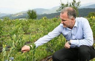 Şifa kaynağı yaban mersini İnegöl’de depolanıyor