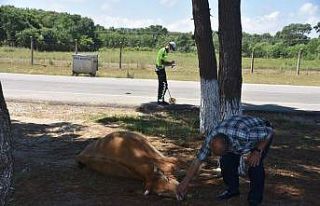 Sinop’ta otomobilin çarptığı inek telef oldu