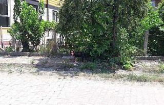 Sinop’ta pitbull dehşeti