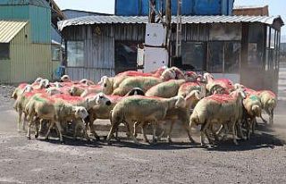 Sivas Valiliğinden örnek çalışma, ihtiyaç sahibi...