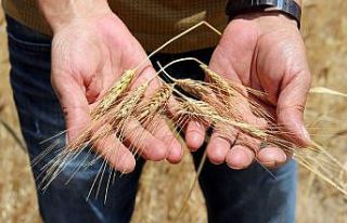 Sivas’ta buğday rekoltesinde endişeli bekleyiş