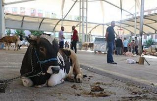 Sivas’ta kurban kesim heyecanı