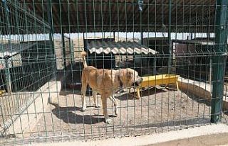 “Sokak Hayvanları Rehabilitasyon Merkezi örnek...