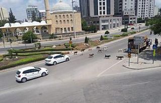 Sokak köpekleri Adana sokaklarında sürü halinde...
