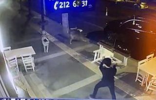Sokak köpeklerinin gençlere saldırısı kamerada