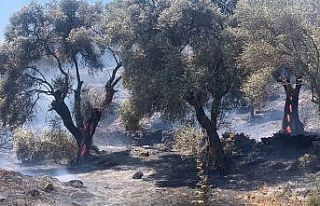 Söke’deki yangında 30 dönüm alan zarar gördü