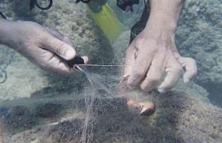 Su altında hayalet ağa takılan gül yengeci böyle...