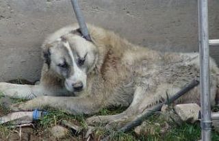 Su kanalına düşen köpeği itfaiye ekipleri kurtardı