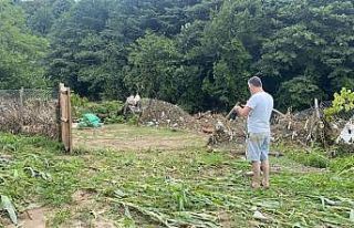 Su taşkınında çok sayıda hayvan telef oldu