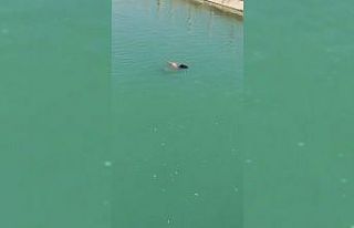Sudaki genci çıkarmak için seferber oldular