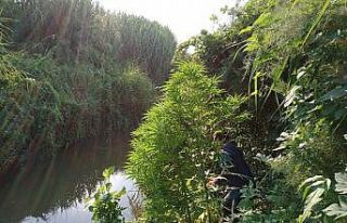 Sulama kanalı çevresinde 203 kök kenevir ele geçirildi