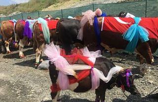 Sultangazi’de en güzel kurbanlıklar podyuma çıktı