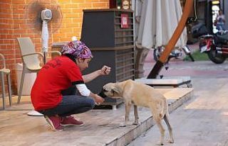 Susuz kalan köpeğe su içiren belediye personeli...