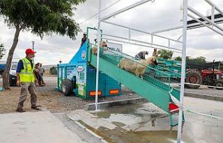 Talas Belediyesi kurbanlık koyunları yıkayıp dezenfekte...