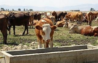 Tarım ve hayvancılığa sağlanan destekle hayvanlarda...