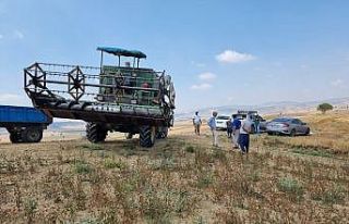 Tarsus’ta karabuğday hasadı