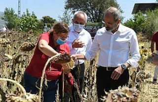 Tarsus’ta yerli ve milli ayçiçeği hasat edildi