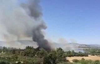 Tarsus’ta zeytinlik alanda yangın