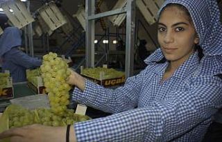 Taze üzüm ihracatı 158 milyon doları geçti