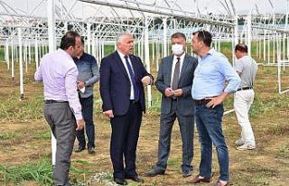 Tekirdağ’da seralara kadın eli değiyor