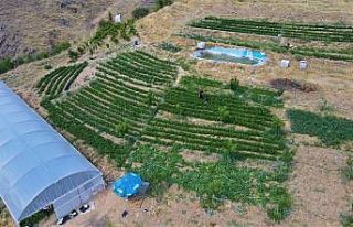 Tescilli ’Keban biberi’ işini büyüttü, verimi...