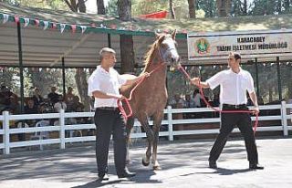TİGEM tay satışından tek seferde 3 milyon 112...