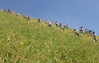 Tırpancıların imece usulü zorlu mesaisi