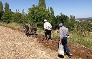 Tohumu atadan, ekimi ananevi