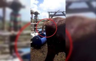 Tokat’ta 6 inek kuyrukları kesilmiş olarak bulundu