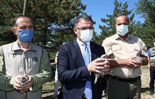 Tokat’ta, bin 250 kınalı keklik doğaya salındı