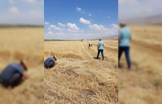 Tomarza’da hasat zamanı kayıp yaşanmaması için...