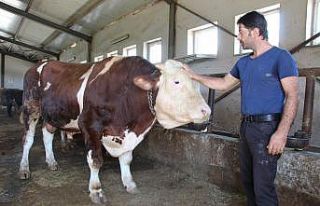 Tonluk tosunlar alıcılarını bekliyor
