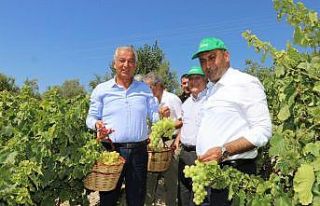 Toroslar’da bağ bozumu şenliği