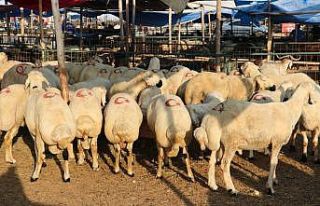Toroslar’da kurban satış ve kesim yerleri bayrama...