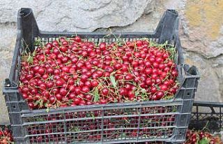 Tosya’da toptan vişne alımları başladı