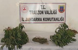 Trabzon’da 152 kök Hint keneviri ele geçirildi