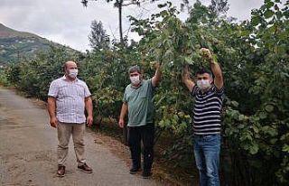 Trabzon’da fındık hasat tarihleri belli oldu