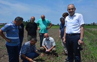 Trabzon’dan 19 Mayıs salebini incelemeye geldiler